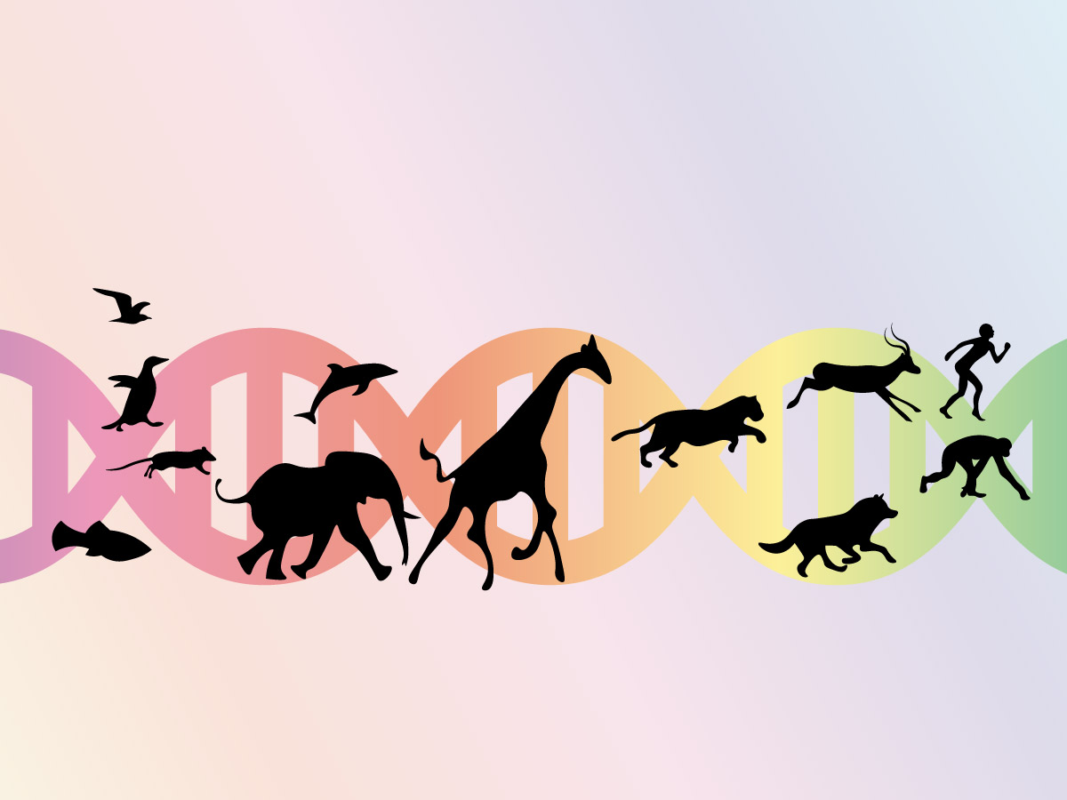 DNA-genome-animals-evolution
